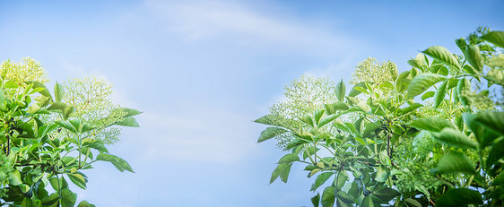 长者花天空背景,为网站图片