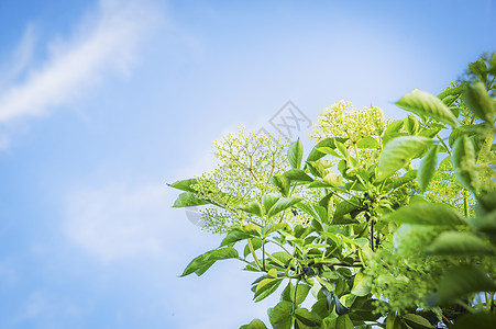 接骨木花长花天空背景,户外背景