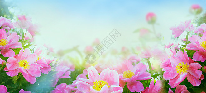 粉红色牡丹盛开,网站横幅,色调图片