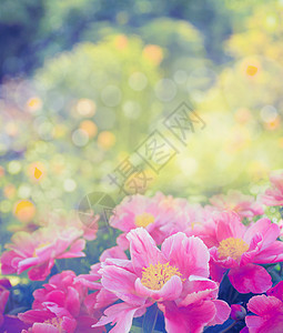 美丽的粉红色牡丹花花园背景,特写,色调图片