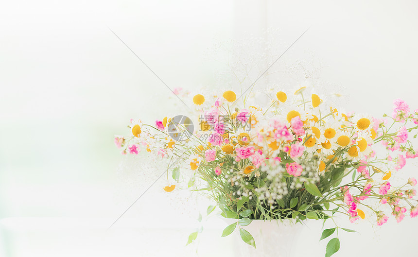 雏菊浅色背景 花边高清图片下载 正版图片 摄图网 雏菊浅色背景 花边高清图片下载 正版图片 摄图网