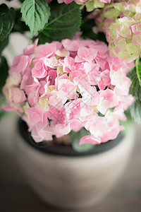 粉红色浅绣球花锅里,靠近,柔软的焦点图片