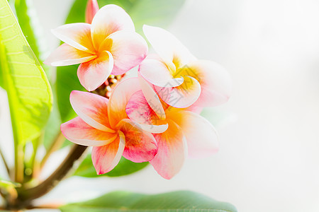 花与叶子,花卉自然背景,特写背景图片