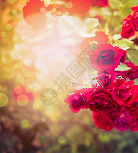 美丽的红色玫瑰阳光明媚的自然背景下的花园公园树叶图片
