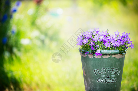 蓝铃花绿色花园背景的旧水桶里图片