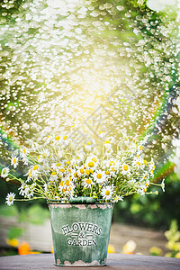桶与雏菊花花园桌子上喷水背景图片