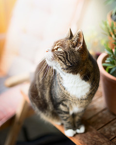 家猫猫坐阳台上的木桌上仰望图片