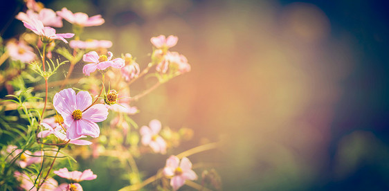 花园公园自然背景上美丽的花朵,横幅图片