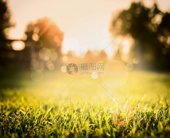 夕阳中的草模糊的自然背景上与树波克图片