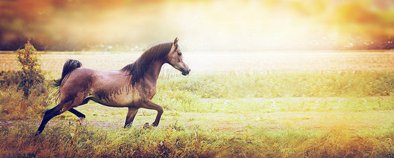 轻美丽的阿拉伯马跑秋天的田野上,日落的自然背景,横幅图片