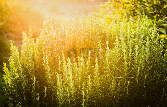 迷迭香植物草本植物花园阳光明媚的自然背景下图片