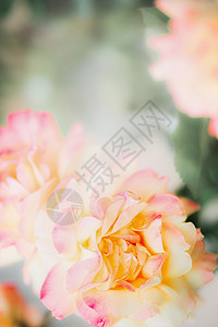 粉色黄色玫瑰自然背景上,特写图片