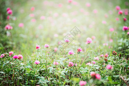 田野与粉红色盛开的三叶草,户外花卉自然背景图片