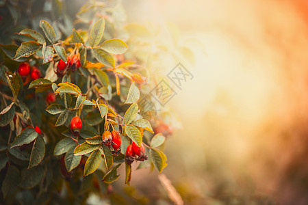 狗玫瑰与红色水果浆果日落花园公园美丽的秋天自然背景图片