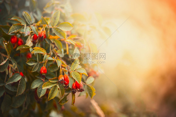 狗玫瑰与红色水果浆果日落花园公园美丽的秋天自然背景图片