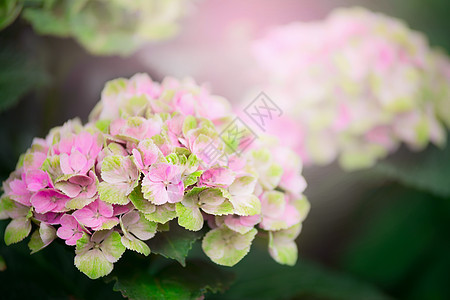 粉红色绿色绣球花盛开,户外花卉自然背景,特写图片
