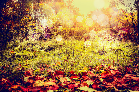 秋天的自然背景红色的落叶图片