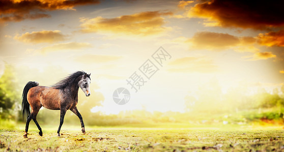 马跑过秋天的自然背景,横幅图片