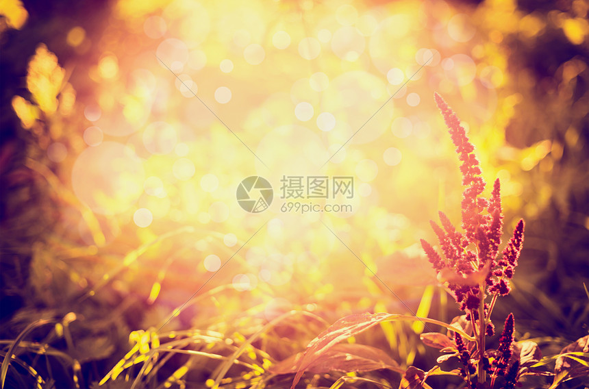秋天的自然花园公园的夕阳灯光下 模糊的自然背景 复古的色调高清图片下载 正版图片 摄图网