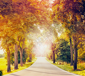 景观与沥青乡村道路,秋天的树木阳光道路的尽头图片