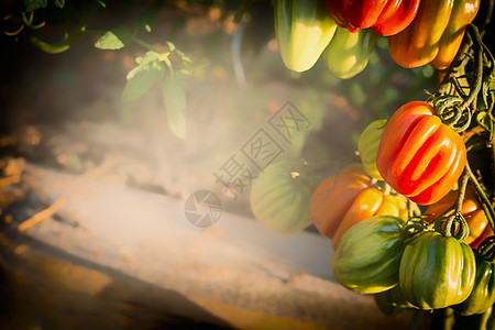 成熟的机牛心西红柿生长花园图片
