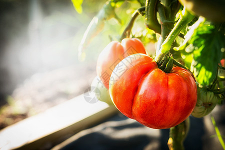 成熟的西红柿种植花园,户外图片