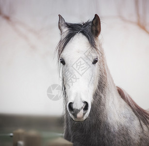 户外自然背景下白色口的马头的肖像图片