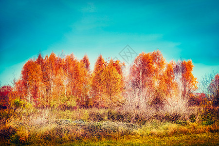 美丽的秋树草地天空背景,户外秋天自然背景图片
