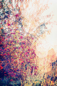 秋季自然景观与秋季树木玫瑰臀部灌木花园公园,户外图片
