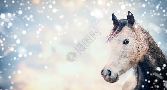 马头背景与雪,图片