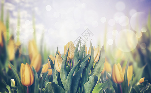 春天郁金香盛开的植物,色调,横幅图片