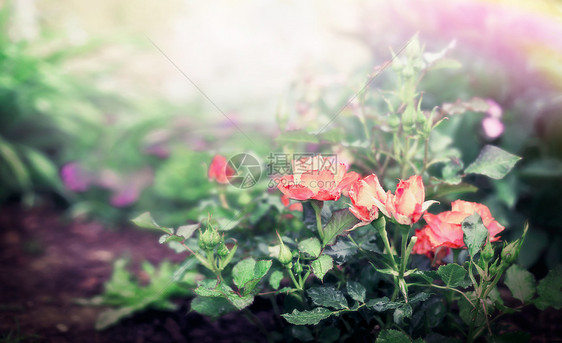 花圃公园背景上的玫瑰灌木图片