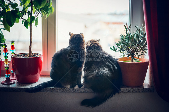 两只猫坐窗台上,看着外面的家具图片