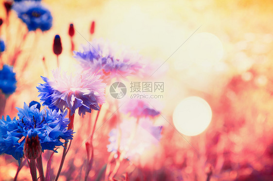 蓝色的矢车菊阳光下与波克,花卉自然背景图片