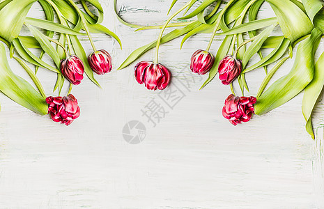 新鲜粉红色郁金香,花边框白色木制背景,顶部视图图片