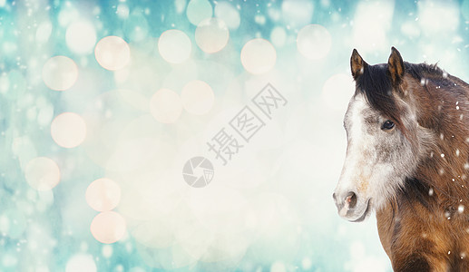 可爱的马,冬天的皮毛,蓝色的霜天背景,雪波克,横幅图片