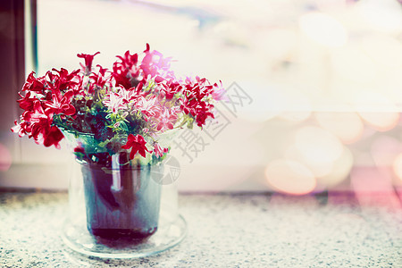 红色的花盆窗台上,刺状的灯光波克图片