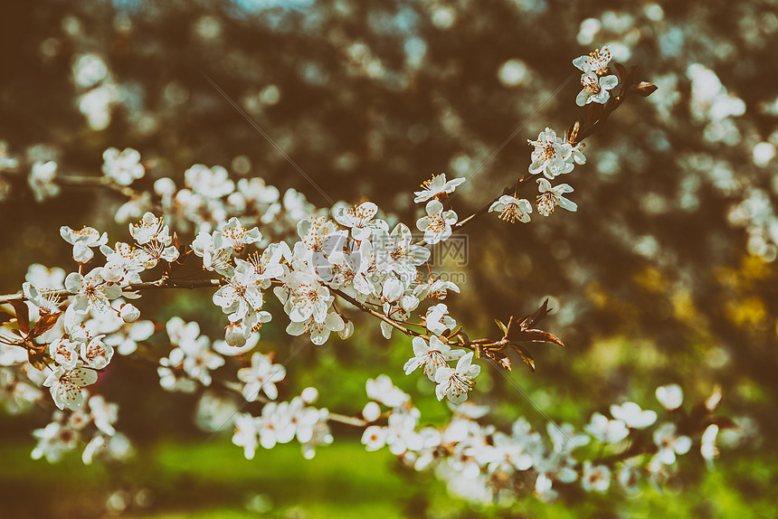 白色蘋果樹花春開花