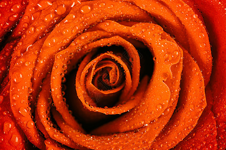 湿红玫瑰与水滴紧密相连图片