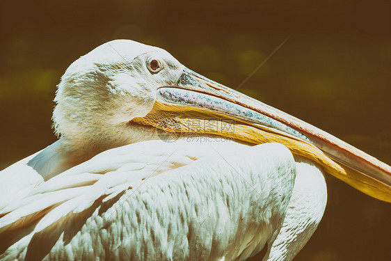 野生白色鹈鹕鸟肖像图片