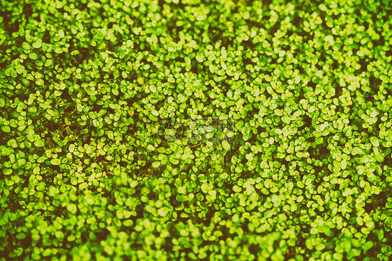 绿色天撕裂植物Pollyanna蔓比目鱼科纹理图片