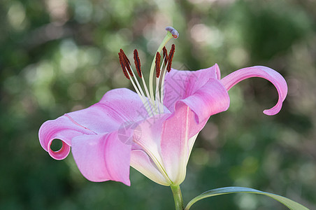 百合花研究图片