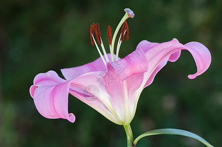 百合花研究图片