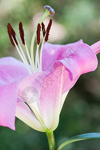 百合花研究图片