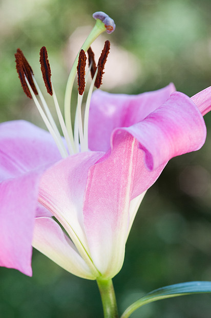 百合花研究图片