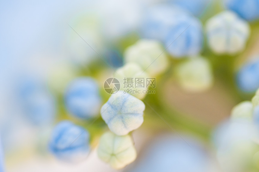 绣球花紫草花高清图片下载 正版图片 摄图网