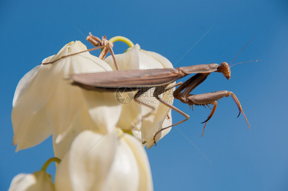 白色尤卡花上的螳螂图片