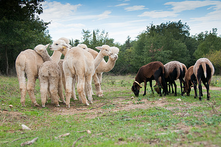 吃草的羊羊驼喀麦隆绵羊吃草背景
