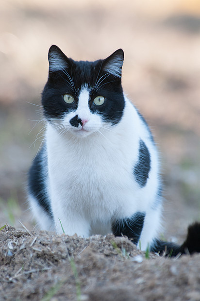 黑白相间的猫