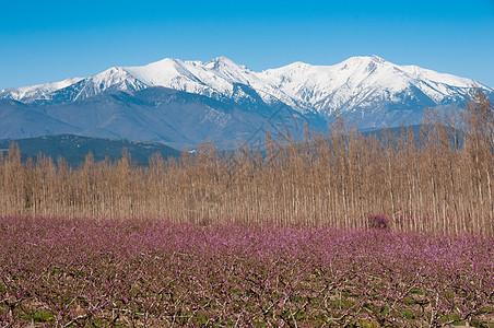 峡谷山樱花上空升图片